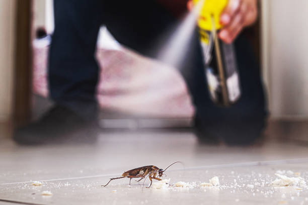 Wasp Removal Services in Thousand Oaks, CA