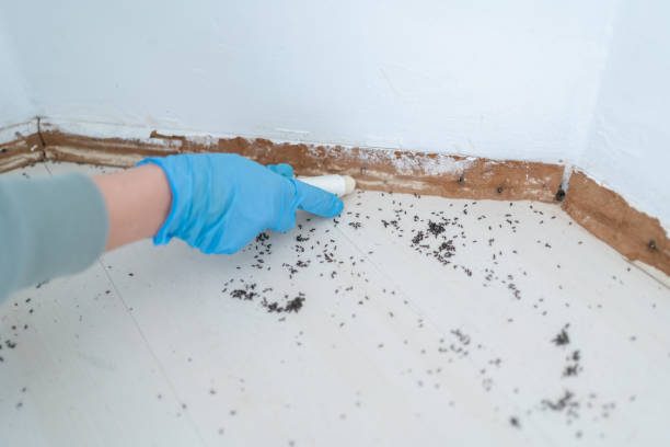 Best Flea Control Services  in Thousand Oaks, CA